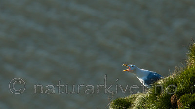 KA_130817_3748 / Larus hyperboreus / Polarmåke