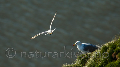 KA_130817_3750 / Larus hyperboreus / Polarmåke