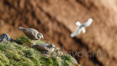 KA_130817_3786 / Larus hyperboreus / Polarmåke