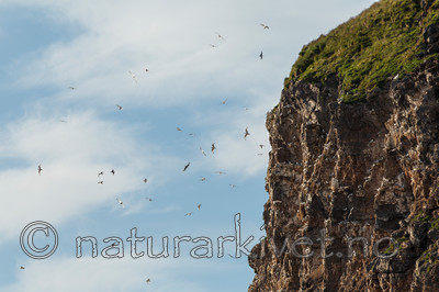 KA_130817_3797 / Rissa tridactyla / Krykkje