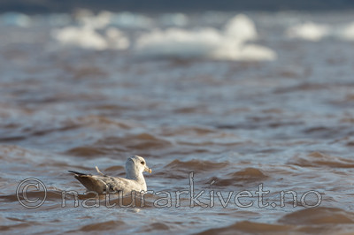 KA_130817_3802 / Fulmarus glacialis / Havhest