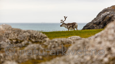 KA_130818_3864 / Rangifer tarandus / Rein
