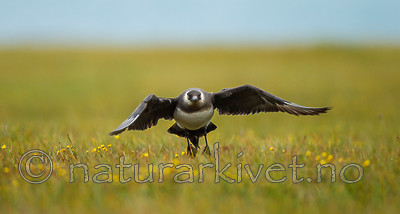 KA_130818_3879 / Stercorarius parasiticus / Tyvjo