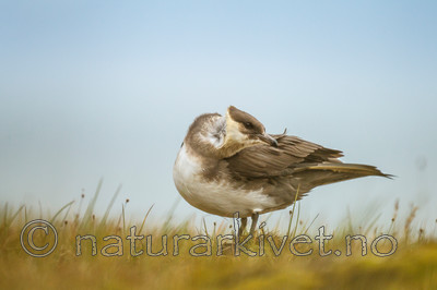 KA_130818_3883 / Stercorarius parasiticus / Tyvjo