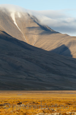 KA_130818_3972 / Stercorarius parasiticus / Tyvjo