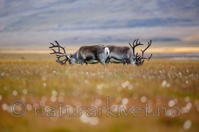 KA_130818_3999 / Rangifer tarandus / Rein