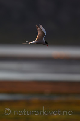 KA_130818_4031 / Sterna paradisaea / Rødnebbterne