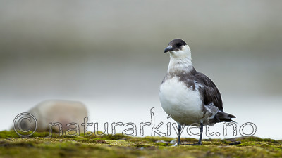 KA_130819_4217 / Stercorarius parasiticus / Tyvjo