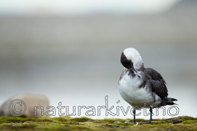 KA_130819_4223 / Stercorarius parasiticus / Tyvjo