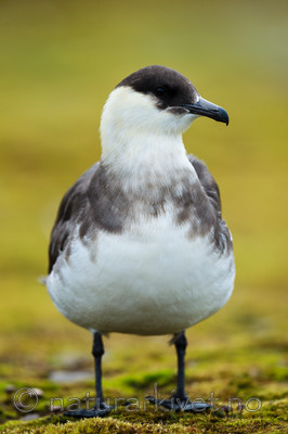 KA_130819_4278 / Stercorarius parasiticus / Tyvjo