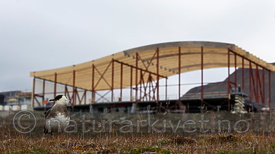 KA_130819_4289 / Stercorarius parasiticus / Tyvjo