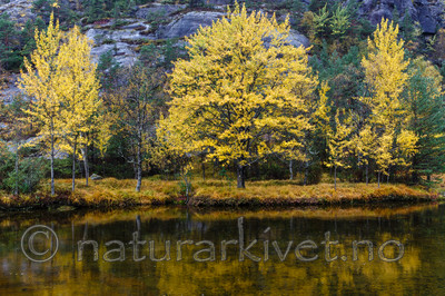 KA_131007_4463 / Populus tremula / Osp