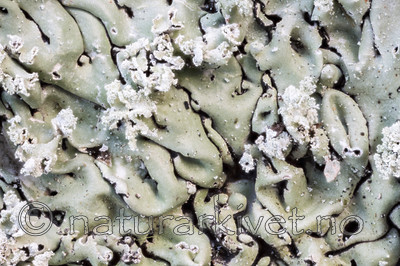 KA_131010_subsimilis / Menegazzia subsimilis / Kystskoddelav