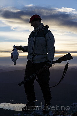 KA_131102_5374 / Lagopus lagopus / Lirype