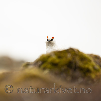 KA_140608_1873 / Lagopus muta hyperborea / Svalbardrype