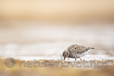 KA_140609_1936 / Calidris maritima / Fjæreplytt
