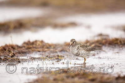 KA_140609_1955 / Calidris maritima / Fjæreplytt