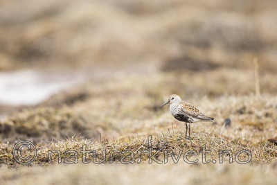 KA_140609_1957 / Calidris alpina / Myrsnipe