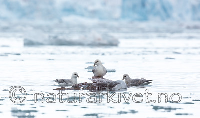 KA_140610_2026 / Fulmarus glacialis / Havhest