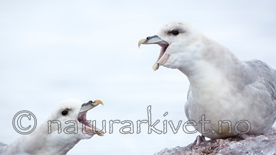 KA_140610_2033 / Fulmarus glacialis / Havhest