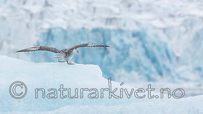 KA_140610_2041 / Fulmarus glacialis / Havhest