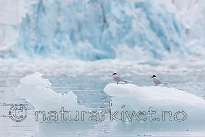 KA_140610_2064 / Sterna paradisaea / Rødnebbterne