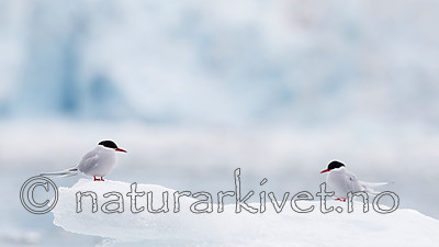 KA_140610_2066 / Sterna paradisaea / Rødnebbterne