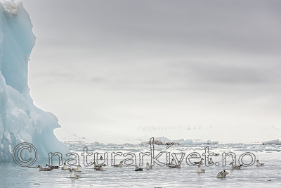 KA_140610_2127 / Fulmarus glacialis / Havhest