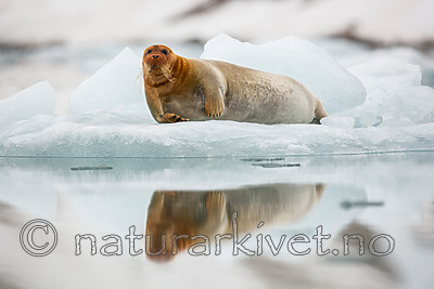 KA_140610_2146 / Erignathus barbatus / Storkobbe