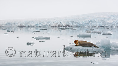 KA_140610_2165 / Erignathus barbatus / Storkobbe