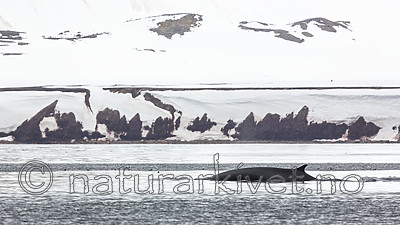 KA_140610_2214 / Balaenoptera physalus / Finnhval