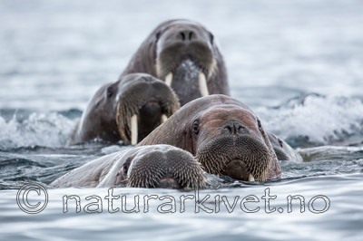 KA_140610_2219 / Odobenus rosmarus / Hvalross