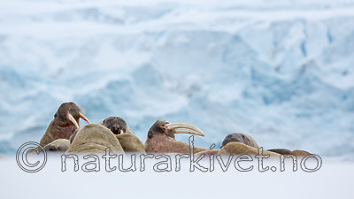 KA_140611_3042 / Odobenus rosmarus / Hvalross