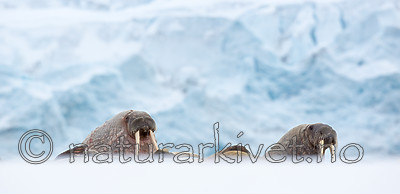 KA_140611_3047 / Odobenus rosmarus / Hvalross