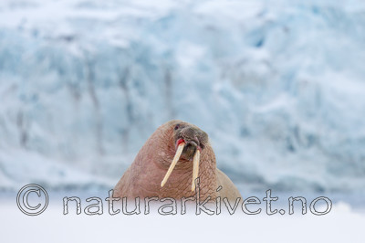 KA_140611_3052 / Odobenus rosmarus / Hvalross