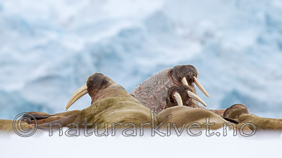 KA_140611_3057 / Odobenus rosmarus / Hvalross