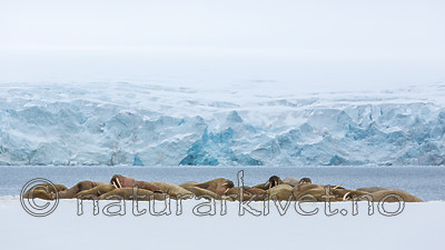 KA_140611_3060 / Odobenus rosmarus / Hvalross