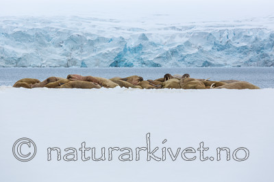 KA_140611_3061 / Odobenus rosmarus / Hvalross