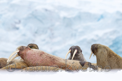 KA_140611_3068 / Odobenus rosmarus / Hvalross