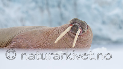 KA_140611_3072 / Odobenus rosmarus / Hvalross