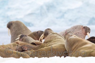 KA_140611_3074 / Odobenus rosmarus / Hvalross