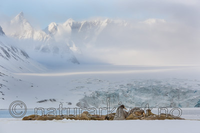 KA_140611_3097 / Odobenus rosmarus / Hvalross