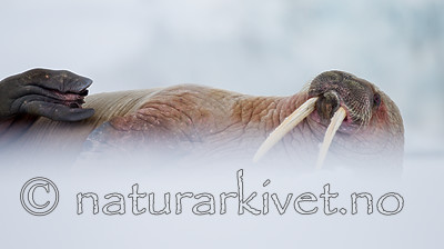 KA_140611_3115 / Odobenus rosmarus / Hvalross
