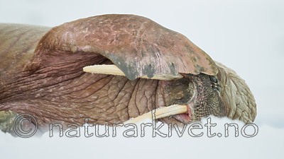 KA_140611_3117 / Odobenus rosmarus / Hvalross