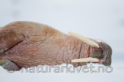 KA_140611_3119 / Odobenus rosmarus / Hvalross