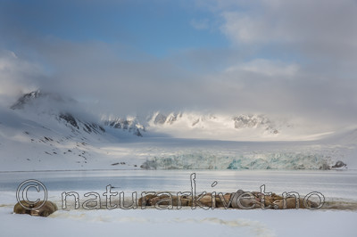 KA_140611_3129 / Odobenus rosmarus / Hvalross