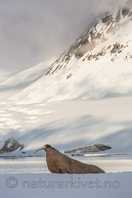 KA_140611_3165 / Odobenus rosmarus / Hvalross