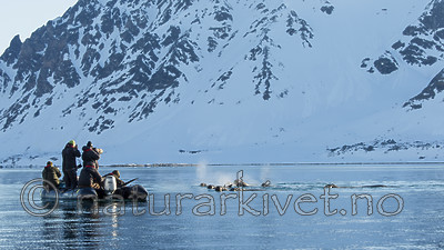 KA_140611_3253 / Odobenus rosmarus / Hvalross