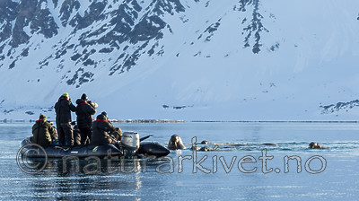 KA_140611_3255 / Odobenus rosmarus / Hvalross