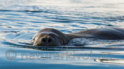 KA_140611_3261 / Odobenus rosmarus / Hvalross